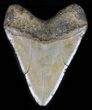 Megalodon Tooth - North Carolina #59208-2